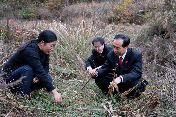 执行法官察看阳荷姜种植情况_副本.jpg